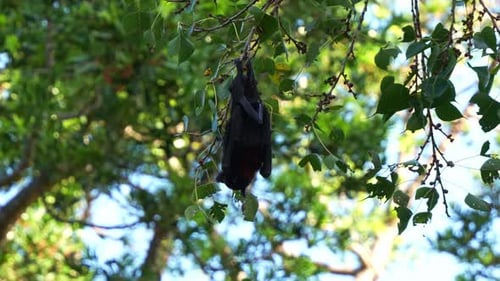 Ein wilder Schwarzer Flugfuchs (Pteropus alecto) hängt an einem Ast inmitten von üppigem grünem Laub und ernährt sich
