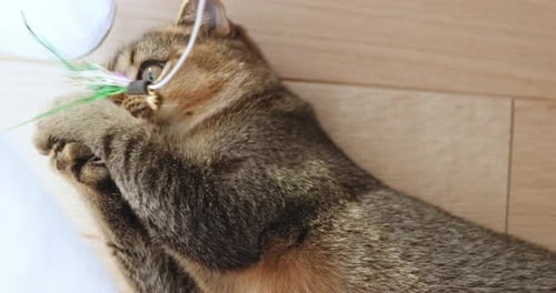 Cute Tabby Kitten Playing with Feather Toy Indoors