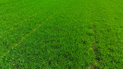 Green Wheat Growing Densely Across Fertile Field in Spring Sunlight Young Grain Sprouting Evenly