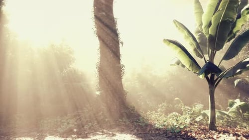 Sunlight Filters Through Trees Creating a Magical Atmosphere in the Forest