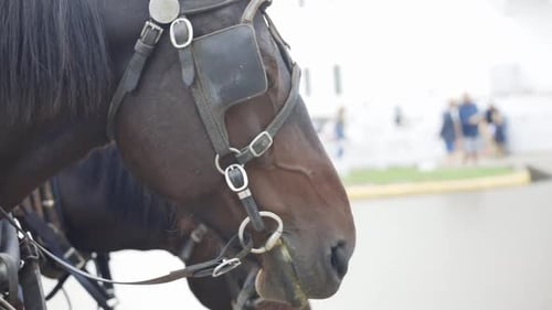 Beautiful horse stands proud with bridle on