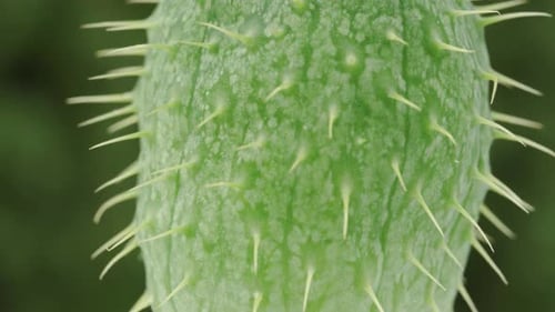 Primer plano de la
fruta espinosa Ecballium elaterium. Rotación.