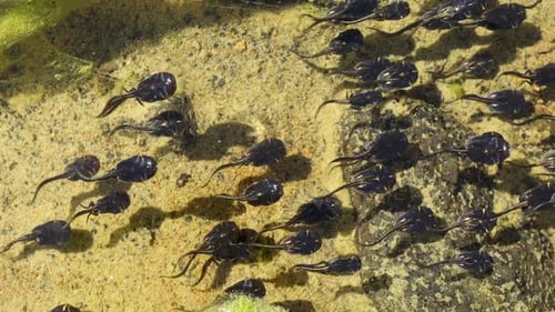 Kaulquappen schwimmen in flachem fließendem Wasser