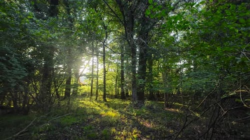 View of Sunlight Piercing Through Dense Forest with Light Hitting Forest Floor