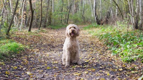 Slow Motion shot of Goldendoodle Dog in Autumn Forest with leaves falling