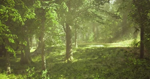 Serene Forest Scene with Lush Greenery and Soft Morning Light in Spring