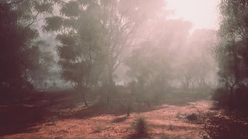 A Dense Forest Shrouded in Mist