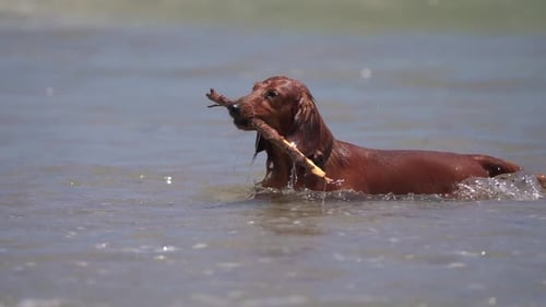Dachshund dog chase stick at the beach playing at the seashore running over water during summer