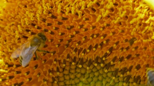Close up shot of wild Bee Couple gathering nectar of yellow sunflower in wilderness - slow motion fo