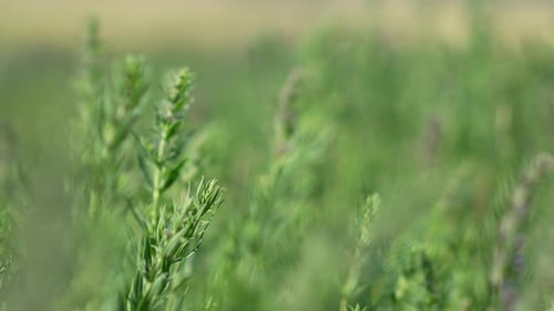 Closeup View of Green Plants in a Field