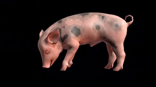 Animated 3D Piglet Sniffing Ground