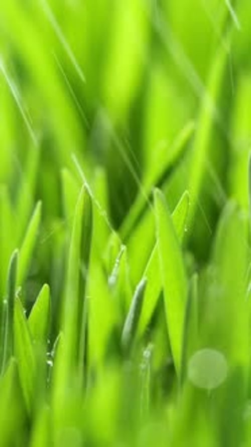 Vertical Screen Morning Rain on Green Grass
