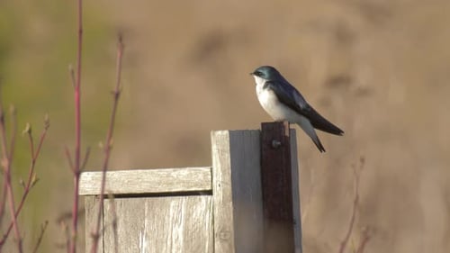 Swallow Perched on a Rustic Wooden Post
