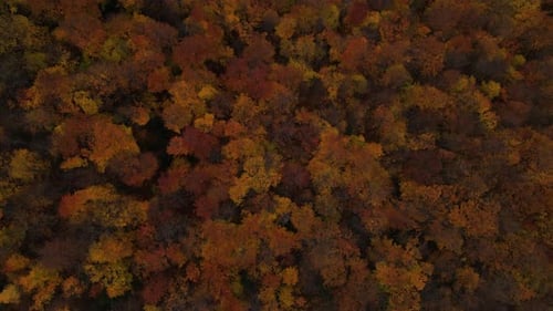 Aerial Top Down View of the Forest in Fall the Drone Flies Forward Over the Yellowed Trees in the