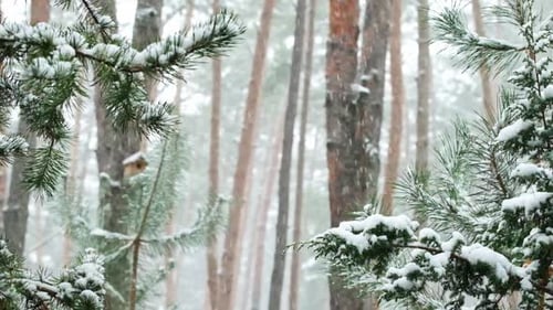 Winter scenery with snow falling on fir tree branch