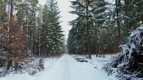 Winter Forest Road