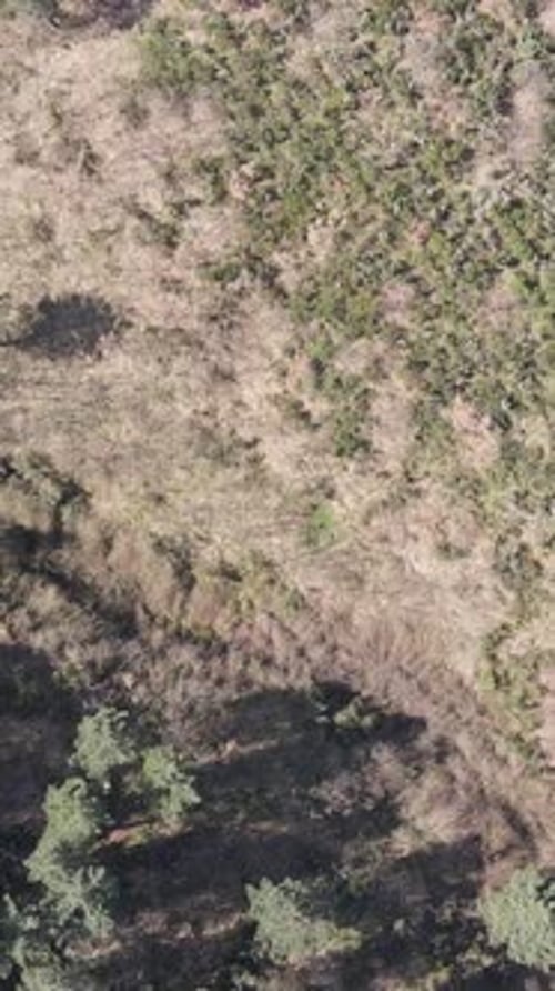 Environment Natural Forest