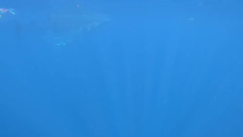 Mergulhadores nadando em um passeio de tubarão-baleia no Mar do Caribe do México