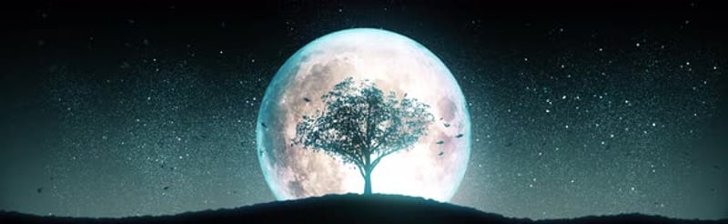 Royalty-Free Tree Motion Graphics - Envato