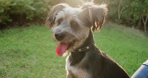 Closeup of Dog Resting on Owner Lying on Grass at Park