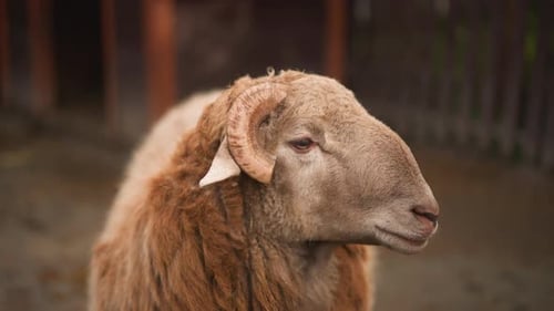 Closeup of Gentle Sheep Displaying Peaceful Rural Ambiance Portrait Emphasizing Tranquil Sheep