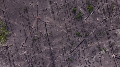 Remains of burnt dead trees after a long season of forest fires in British Columbia Canada, the tree