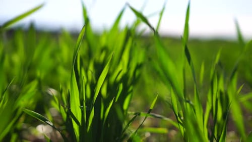 Green Grass Close Up