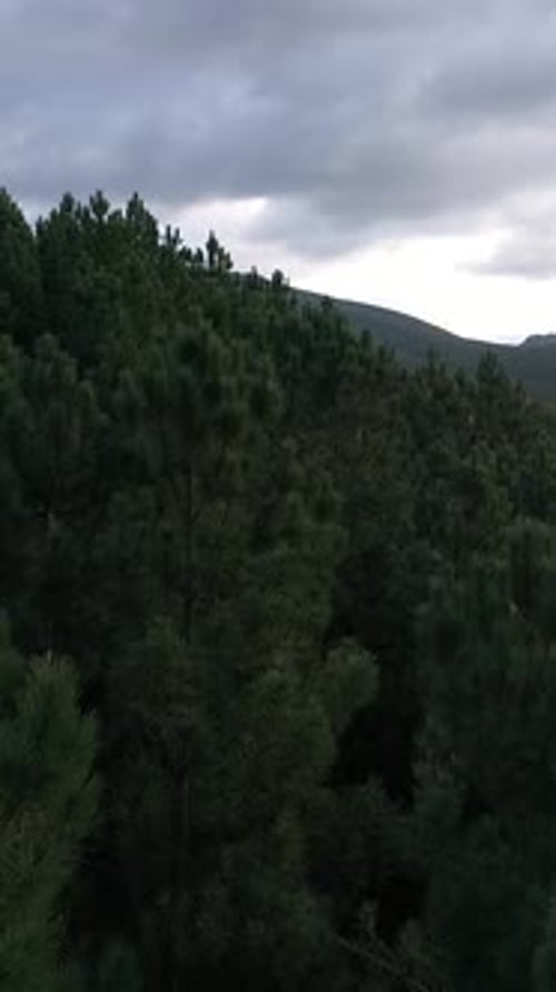 Vertikales Video mit grünem Umgebungshintergrund, Waldbäumen