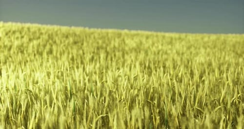 Expansive Golden Wheat Field Swaying Under Clear Blue Sky During Sunrise