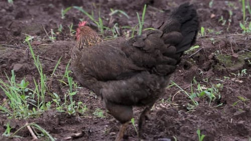 chicken eating seeds wide view
