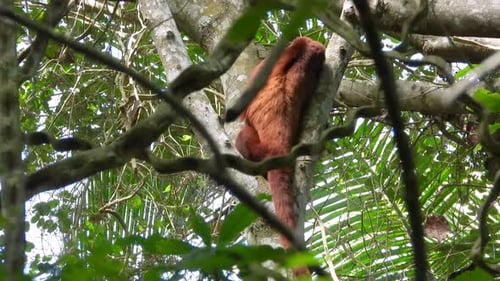 Red howler monkey perched high in the lush green canopy of the Amazon rainforest