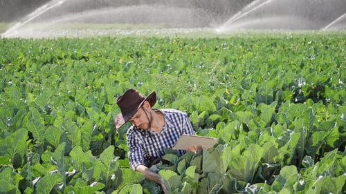Farmer Using Digital Tablet During Monitoring His Plantation