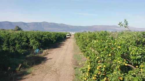 Grapefruit orchard with ripe clusters of citrus hanging on branches ready for picking