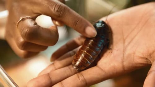 Lady holding madagascar hissing cockrach in hand and rubbing its back with finger. Handheld shot. Cl