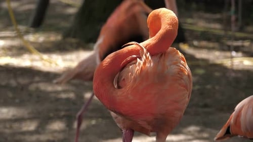 El flamenco en su hábitat natural