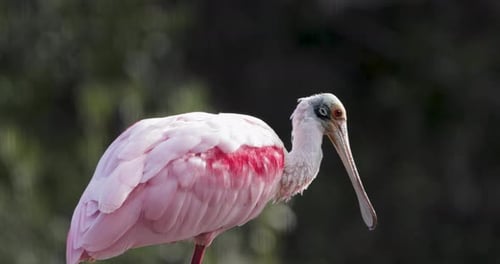 Roseate spoonbill stands alert in natural wetlands, showcasing its striking pink and white plumage