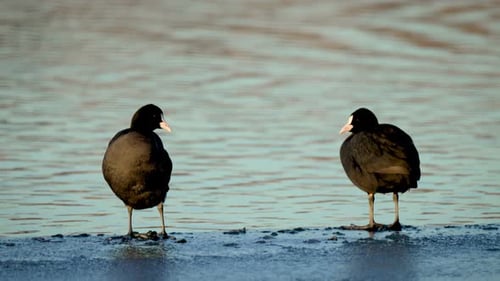 Birds Standing on Frozen Water at Lake Ornithology in Action Pair of Black Ducks in Natural Habitat