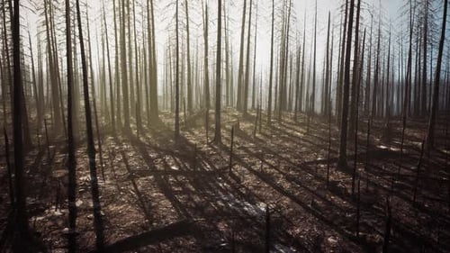Burned Forest in Aftermath of Wildfire Reveals Eerie Landscape and Shadows