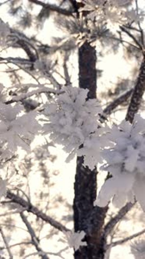 Branches d'arbre couvertes de givre scintillant au soleil créant un paysage hivernal serein avec