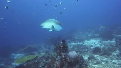 Colorful Fish Swimming Over a Coral Reef
