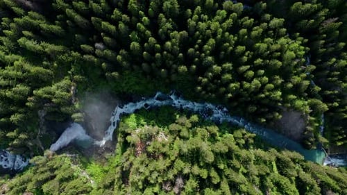 A winding river flowing through a dense green forest in bright daylight , aerial view