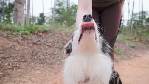 Woman Giving Affection to a Border Collie Dog