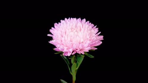 Beautiful Pink Aster Flower Opening