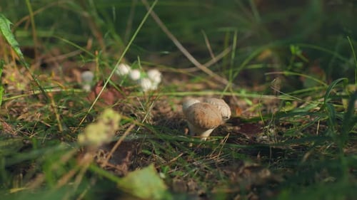 CloseUp of Mushrooms Growing on Grassy Forest Floor in Sunlight