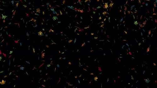 Colorful Looping Falling Autumn Leaves with Alpha Channel