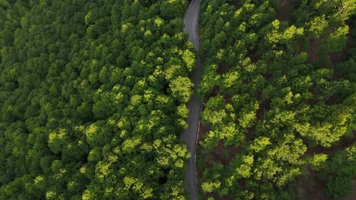 Route sinueuse à travers une végétation luxuriante dans un paysage forestier serein à midi mettant en valeur la beauté de la nature