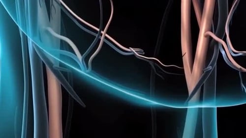 3D Human Brain and Nervous System Anatomy Animation