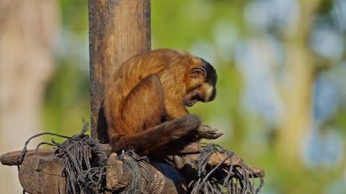 Monkey Grooming Itself on a Wooden Structure