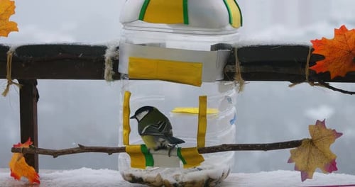 Meisen fressen Kürbis- und Sonnenblumenkerne aus einem handgefertigten Futterautomat, der aus einer Plastikflasche hergestellt wird.