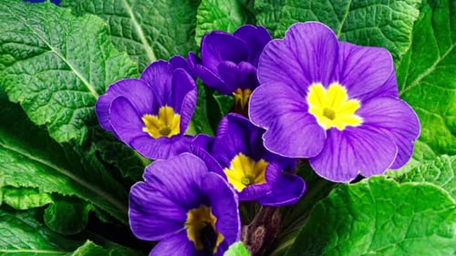 Timelapse of Spring Flower Blossom. Primula Vulgaris. Blooming Primrose Flower on a Black Background